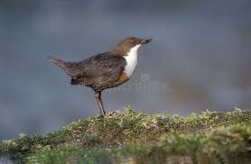 Attēlu rezultāti vaicājumam “Cinclus cinclus”