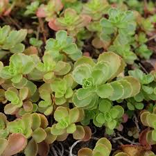 Attēlu rezultāti vaicājumam “Phedimus spurius flower”