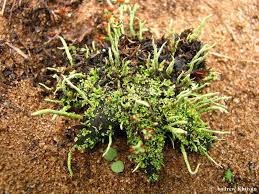 Attēlu rezultāti vaicājumam “Cladonia ochrochlora”