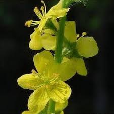 Attēlu rezultāti vaicājumam “Agrimonia eupatoria”