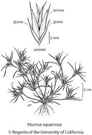 Attēlu rezultāti vaicājumam “Paludella squarrosa sporophyte”