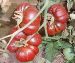 Afbeeldingsresultaat voor purple calabash tomato