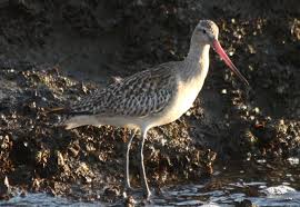 Attēlu rezultāti vaicājumam “Limosa lapponica”