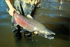 Image result for Oncorhynchus tshawytscha