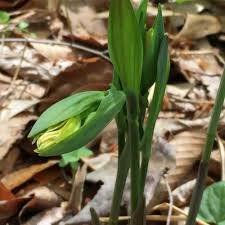 Attēlu rezultāti vaicājumam “Uvularia grandiflora flower”