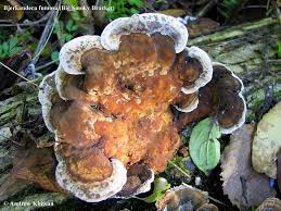 Attēlu rezultāti vaicājumam “Bjerkandera fumosa”