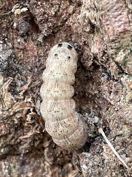 Attēlu rezultāti vaicājumam “Xestia triangulum”