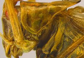 Attēlu rezultāti vaicājumam “Tettigoniodea”