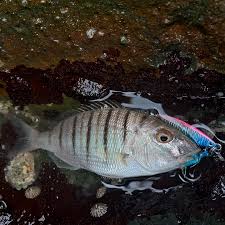 Image result for Lithognathus lithognathus