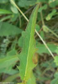 Attēlu rezultāti vaicājumam “Hieracium vulgatum leaf”