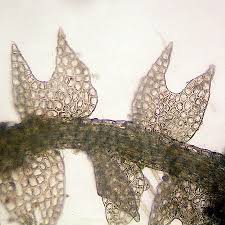 Attēlu rezultāti vaicājumam “Cephalozia catenulata”