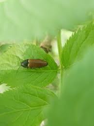 Attēlu rezultāti vaicājumam “Ampedus pomorum”