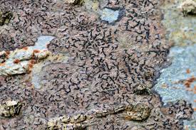 Attēlu rezultāti vaicājumam “Opegrapha rufescens”