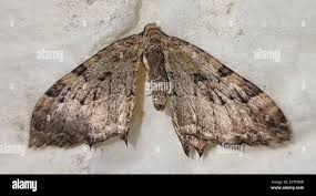 Attēlu rezultāti vaicājumam “Hydria cervinalis”