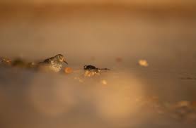 Attēlu rezultāti vaicājumam “Calidris maritima adult”