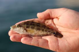 Image result for Symphodus bailloni