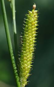 Attēlu rezultāti vaicājumam “Carex vesicaria”