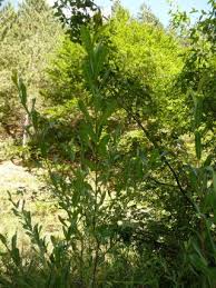 Attēlu rezultāti vaicājumam “Rhabdophaga rosaria”