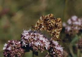 Attēlu rezultāti vaicājumam “Boloria dia”