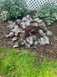 Image result for Heuchera `Swirling Fantasy`
