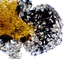 Attēlu rezultāti vaicājumam “Badhamia capsulifera var. arborea macro”