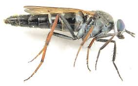 Attēlu rezultāti vaicājumam “Therevidae”