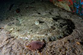 Image result for Lophius americanus