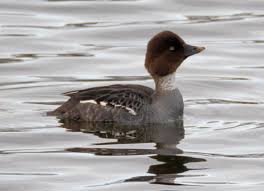 Attēlu rezultāti vaicājumam “Bucephala clangula”