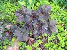 Image result for HEUCHERA americana 'Palace Purple Auslese'