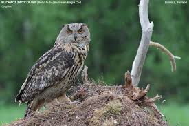 Attēlu rezultāti vaicājumam “Bubo bubo”