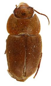 Attēlu rezultāti vaicājumam “Acupalpus flavicollis”