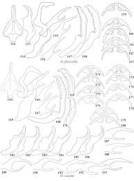 Attēlu rezultāti vaicājumam “Oncopsis sp.”