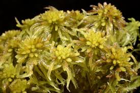 Attēlu rezultāti vaicājumam “Sphagnum angustifolium”