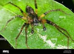 Attēlu rezultāti vaicājumam “Anyphaena accentuata male”