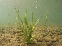 Attēlu rezultāti vaicājumam “Alisma gramineum”