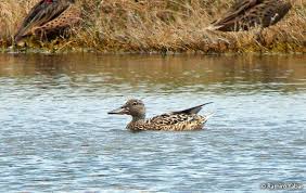 Attēlu rezultāti vaicājumam “Anas clypeata male”