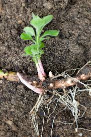 Attēlu rezultāti vaicājumam “Lysimachia punctata”