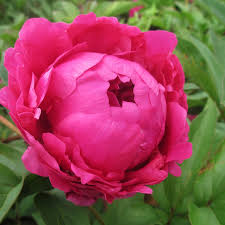 Image result for Pfingstrose