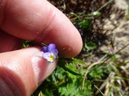 Attēlu rezultāti vaicājumam “Viola tricolor subsp. curtisii bud”