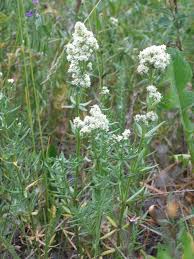 Attēlu rezultāti vaicājumam “Galium boreale fruit”