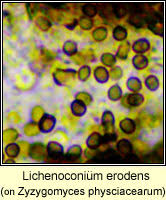 Attēlu rezultāti vaicājumam “Lichenoconium xanthoriae”