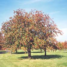 Attēlu rezultāti vaicājumam “Sorbus hybrida”