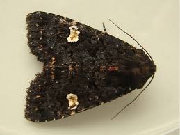 Attēlu rezultāti vaicājumam “Melanchra persicariae imago”