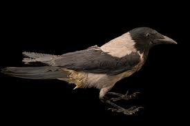 Attēlu rezultāti vaicājumam “Corvus cornix”