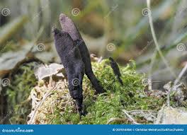 Attēlu rezultāti vaicājumam “Xylaria longipes”