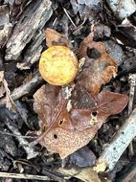 Attēlu rezultāti vaicājumam “Cynips quercusfolii”