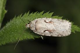 Attēlu rezultāti vaicājumam “Agonopterix ocellana”