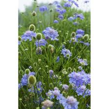 Image result for Scabiosa col.`Butterfly Blue`