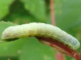 Attēlu rezultāti vaicājumam “Orthosia larvae”