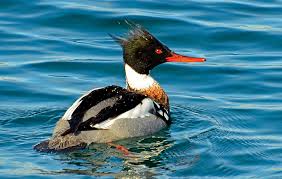 Attēlu rezultāti vaicājumam “Mergus merganser male”